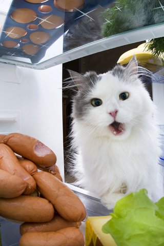 Обои кот, кошка, холодильник, капуста, сосиски, cat, refrigerator, cabbage, sausage разрешение 3990x2655 Загрузить