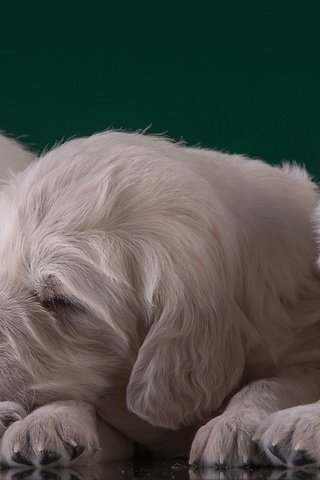 Обои щенки, малыши, трио, золотистый ретривер, puppies, kids, trio, golden retriever разрешение 3000x1667 Загрузить