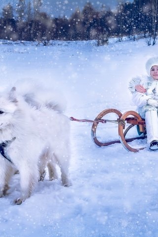 Обои снег, барышня, зима, дети, сани, девочка, мальчик, собаки, самоед, snow, lady, winter, children, sleigh, girl, boy, dogs, samoyed разрешение 1920x1280 Загрузить