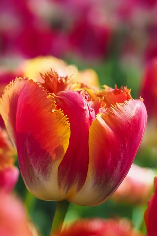 Обои цветы, крупным планом, бутоны, макро, лепестки, бутон, весна, тюльпаны, боке, flowers, closeup, buds, macro, petals, bud, spring, tulips, bokeh разрешение 4608x3456 Загрузить