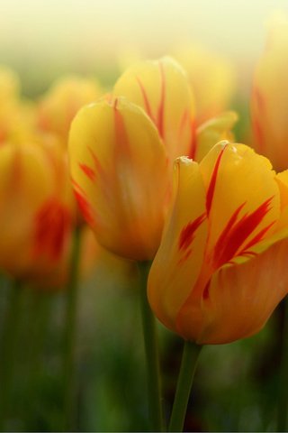 Обои бутоны, макро, тюльпаны, боке, жёлтые тюльпаны, buds, macro, tulips, bokeh, yellow tulips разрешение 2048x1350 Загрузить