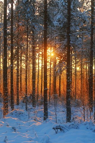 Обои деревья, солнце, снег, природа, лес, зима, trees, the sun, snow, nature, forest, winter разрешение 3304x2048 Загрузить