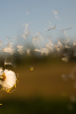 Обои поле, семена, растение, пух, былинки, life is a breath, oсот, field, seeds, plant, fluff, blade, sow thistle разрешение 2048x1375 Загрузить