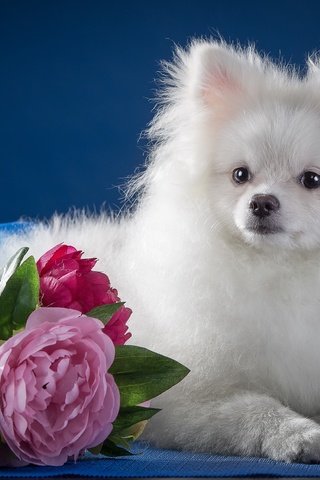 Обои белый, щенок, пионы, шпиц, white, puppy, peonies, spitz разрешение 3600x2325 Загрузить