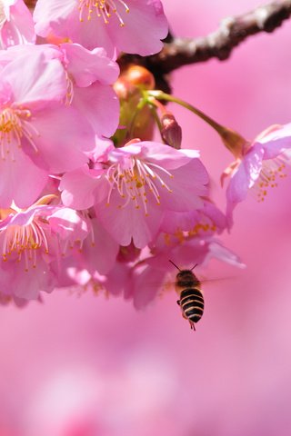 Обои цветение, макро, весна, сакура, пчела, blossom, весенние, flowering trees, flowering, macro, spring, sakura, bee разрешение 3896x2597 Загрузить