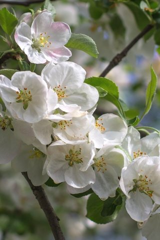 Обои дерево, весна, яблоня, tree, spring, apple разрешение 2400x1600 Загрузить