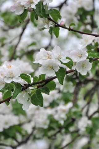 Обои дерево, ветки, весна, яблоня, tree, branches, spring, apple разрешение 3000x1993 Загрузить