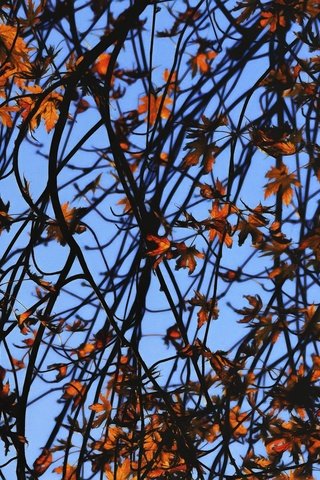 Обои небо, листья, ветки, ветви, осень, осен, ветками,  листья, the sky, leaves, branches, branch, autumn разрешение 2048x1363 Загрузить