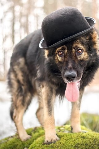 Обои взгляд, собака, друг, шляпа, овчарка, look, dog, each, hat, shepherd разрешение 2560x1618 Загрузить