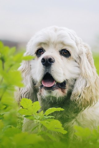 Обои растения, листья, взгляд, собака, друг, спаниель, plants, leaves, look, dog, each, spaniel разрешение 2560x1440 Загрузить