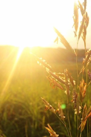 Обои трава, солнце, поле, колоски, солнечный свет, grass, the sun, field, spikelets, sunlight разрешение 2880x1800 Загрузить
