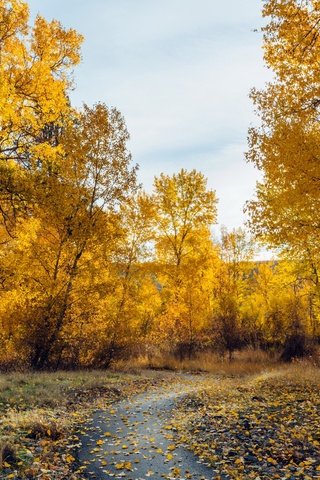 Обои деревья, природа, осень, trees, nature, autumn разрешение 2560x1600 Загрузить