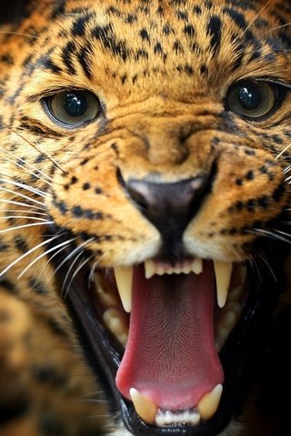 Обои животные, леопард, хищник, пасть, animals, leopard, predator, mouth разрешение 1920x1200 Загрузить