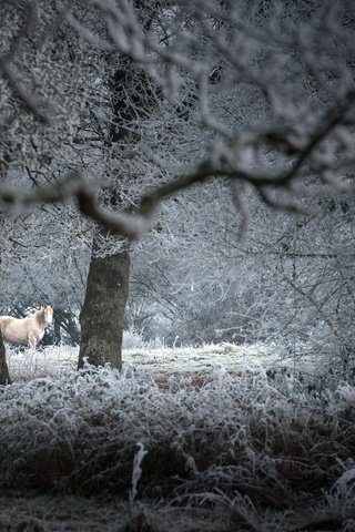 Обои природа, зима, конь, nature, winter, horse разрешение 2560x1709 Загрузить