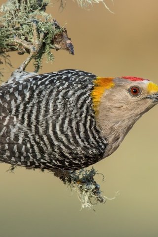Обои птицы, дятел, золотолобый меланерпес, birds, woodpecker, zolotoy melanerpes разрешение 3840x2388 Загрузить