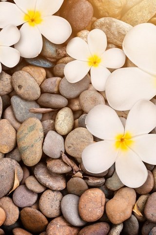 Обои цветы, природа, камни, макро, белая, дерева,  цветы, плюмерия, flowers, nature, stones, macro, white, wood, plumeria разрешение 3504x2400 Загрузить