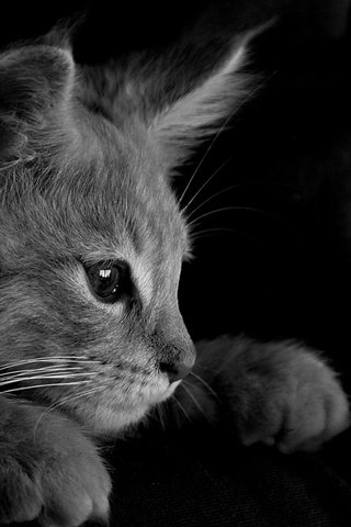 Обои кот, кошка, чёрно-белое, серый, монохромный, cat, black and white, grey, monochrome разрешение 6000x4000 Загрузить