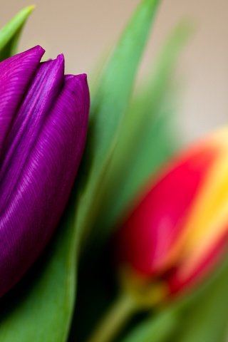 Обои цветы, макро, бутон, тюльпан, лиловый, flowers, macro, bud, tulip, purple разрешение 2048x1213 Загрузить