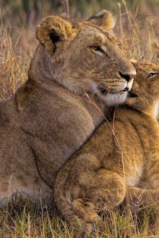Обои африка, львы, львица, львёнок, львица.львенок, africa, lions, lioness, lion, lioness.lion разрешение 2500x1875 Загрузить