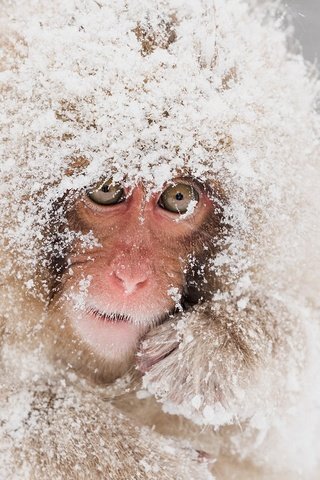 Обои снег, природа, обезьяна, японский макак, snow monkeys, снежная обезьяна, snow, nature, monkey, japanese macaques, a snow monkey разрешение 2048x1209 Загрузить