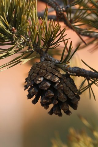 Обои природа, хвоя, ветки, шишка, иголки, сосна, nature, needles, branches, bump, pine разрешение 1920x1280 Загрузить