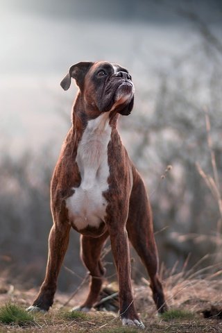 Обои природа, лес, взгляд, собака, друг, боксер, tamás szarka, nature, forest, look, dog, each, boxer разрешение 2048x1365 Загрузить