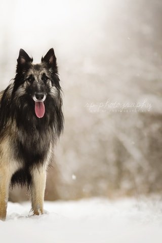 Обои снег, природа, взгляд, собака, друг, овчарка, dackelpuppy, eyko, snow, nature, look, dog, each, shepherd разрешение 2048x1408 Загрузить