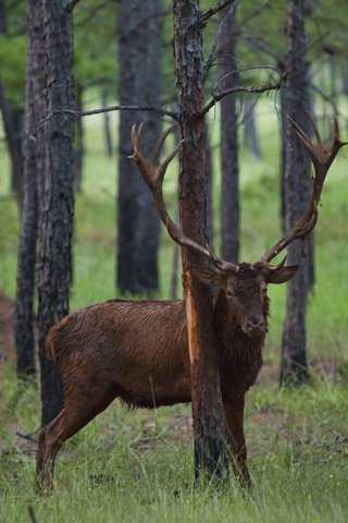 Обои дерево, олень, животное, рога, кора, сосна, justin jensen, tree, deer, animal, horns, bark, pine разрешение 5616x3744 Загрузить