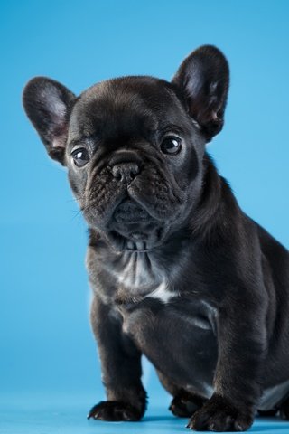 Обои черный, щенок, милый, французский бульдог, black, puppy, cute, french bulldog разрешение 4000x2602 Загрузить