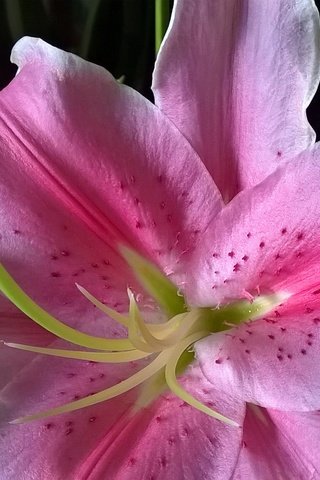 Обои макро, цветок, лепестки, лилия, розовая, macro, flower, petals, lily, pink разрешение 2592x1456 Загрузить