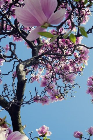 Обои небо, дерево, цветение, весна, магнолия, the sky, tree, flowering, spring, magnolia разрешение 2048x1366 Загрузить