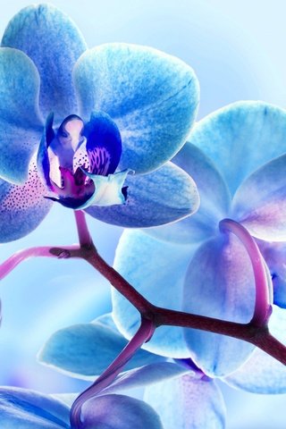 Обои цветы, природа, макро, лепестки, орхидея, flowers, nature, macro, petals, orchid разрешение 2048x1390 Загрузить