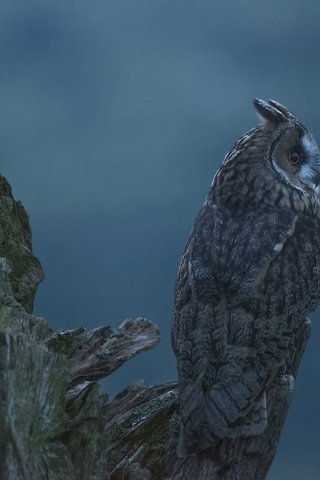 Обои сова, фон, профиль, птица, коряга, ушастая сова, owl, background, profile, bird, snag, long-eared owl разрешение 2048x1367 Загрузить