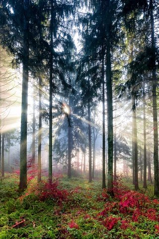 Обои свет, деревья, солнце, лес, light, trees, the sun, forest разрешение 2048x1280 Загрузить