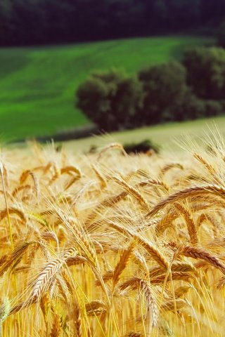 Обои трава, лес, поле, луг, колосья, пшеница, желтые, grass, forest, field, meadow, ears, wheat, yellow разрешение 2200x1467 Загрузить