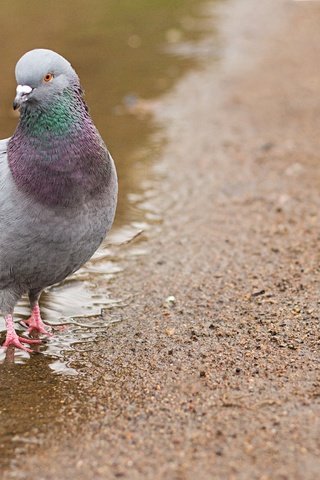 Обои вода, природа, птица, голубь, лужа, water, nature, bird, dove, puddle разрешение 5184x3456 Загрузить