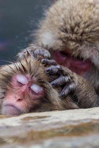 Обои забота, обезьяна, обезьяны, японские макаки, care, monkey, japanese macaque разрешение 2048x1365 Загрузить