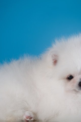 Обои глаза, мордочка, взгляд, белый, собака, щенок, шпиц, eyes, muzzle, look, white, dog, puppy, spitz разрешение 3000x1961 Загрузить