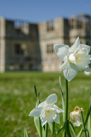 Обои цветы, здание, белые, нарциссы, flowers, the building, white, daffodils разрешение 3674x2780 Загрузить