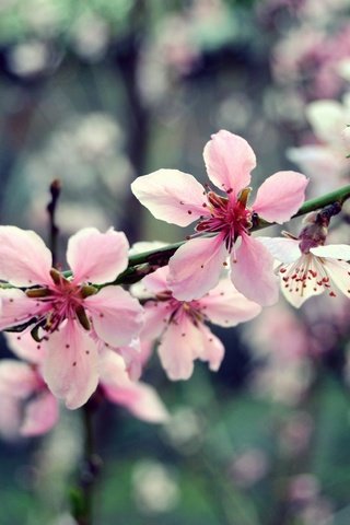 Обои цветы, ветка, дерево, цветение, макро, весна, розовый, вишня, flowers, branch, tree, flowering, macro, spring, pink, cherry разрешение 2449x1632 Загрузить