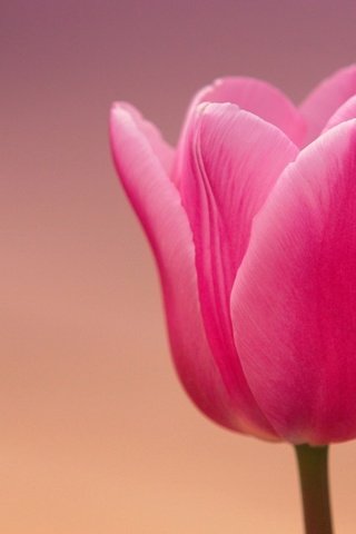 Обои макро, цветок, лепестки, тюльпан, macro, flower, petals, tulip разрешение 1920x1200 Загрузить