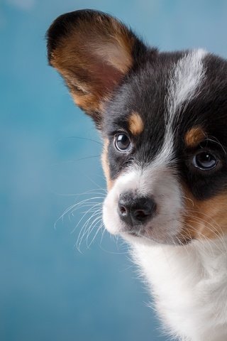 Обои глаза, мордочка, взгляд, собака, щенок, корги, eyes, muzzle, look, dog, puppy, corgi разрешение 2700x1732 Загрузить