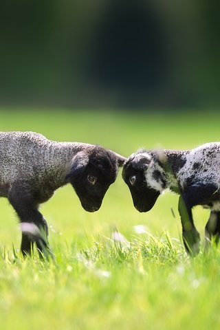 Обои трава, пара, лужайка, баран, овца, барашки, grass, pair, lawn, ram, sheep, lambs разрешение 2048x1365 Загрузить