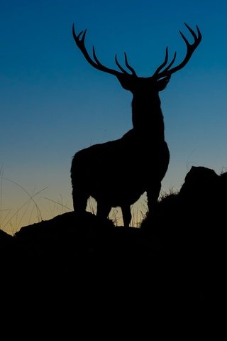 Обои вечер, природа, камни, олень, фон, силуэт, рога, the evening, nature, stones, deer, background, silhouette, horns разрешение 3840x2350 Загрузить