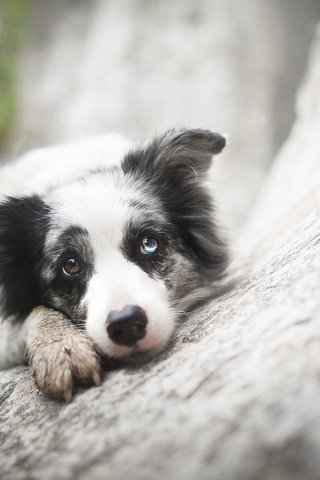 Обои взгляд, собака, друг, бордер-колли, alicja zmysłowska, zoe ♥, look, dog, each, the border collie разрешение 2048x1365 Загрузить