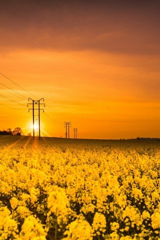 Обои цветы, солнце, природа, закат, поле, лэп, рапс, flowers, the sun, nature, sunset, field, power lines, rape разрешение 2626x1440 Загрузить