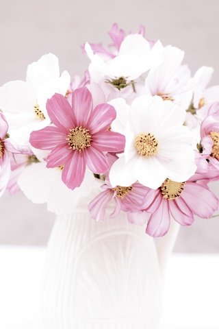 Обои цветы, букетик, кувшин, космея, flowers, a bunch, pitcher, kosmeya разрешение 2048x2048 Загрузить