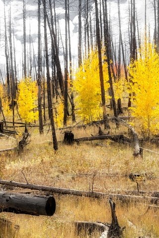 Обои лес, склон, осень, сша, колорадо, аспен, forest, slope, autumn, usa, colorado, aspen разрешение 3144x1600 Загрузить