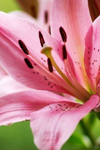 Обои цветы, макро, лепестки, лилия, розовый, flowers, macro, petals, lily, pink разрешение 1920x1278 Загрузить