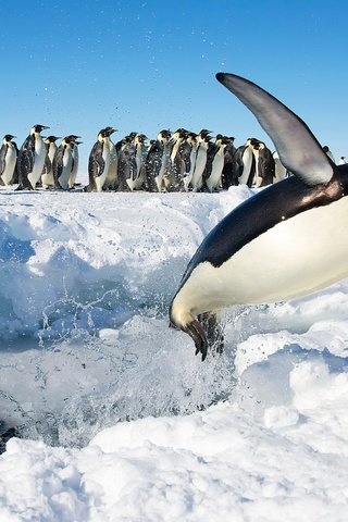 Обои снег, прыжок, птицы, антарктида, пингвины, императорский пингвин, snow, jump, birds, antarctica, penguins, emperor penguin разрешение 3989x2652 Загрузить